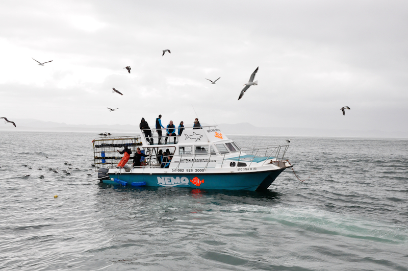 Melanie Heinrich Travel images Capetown -Shark diving Africa